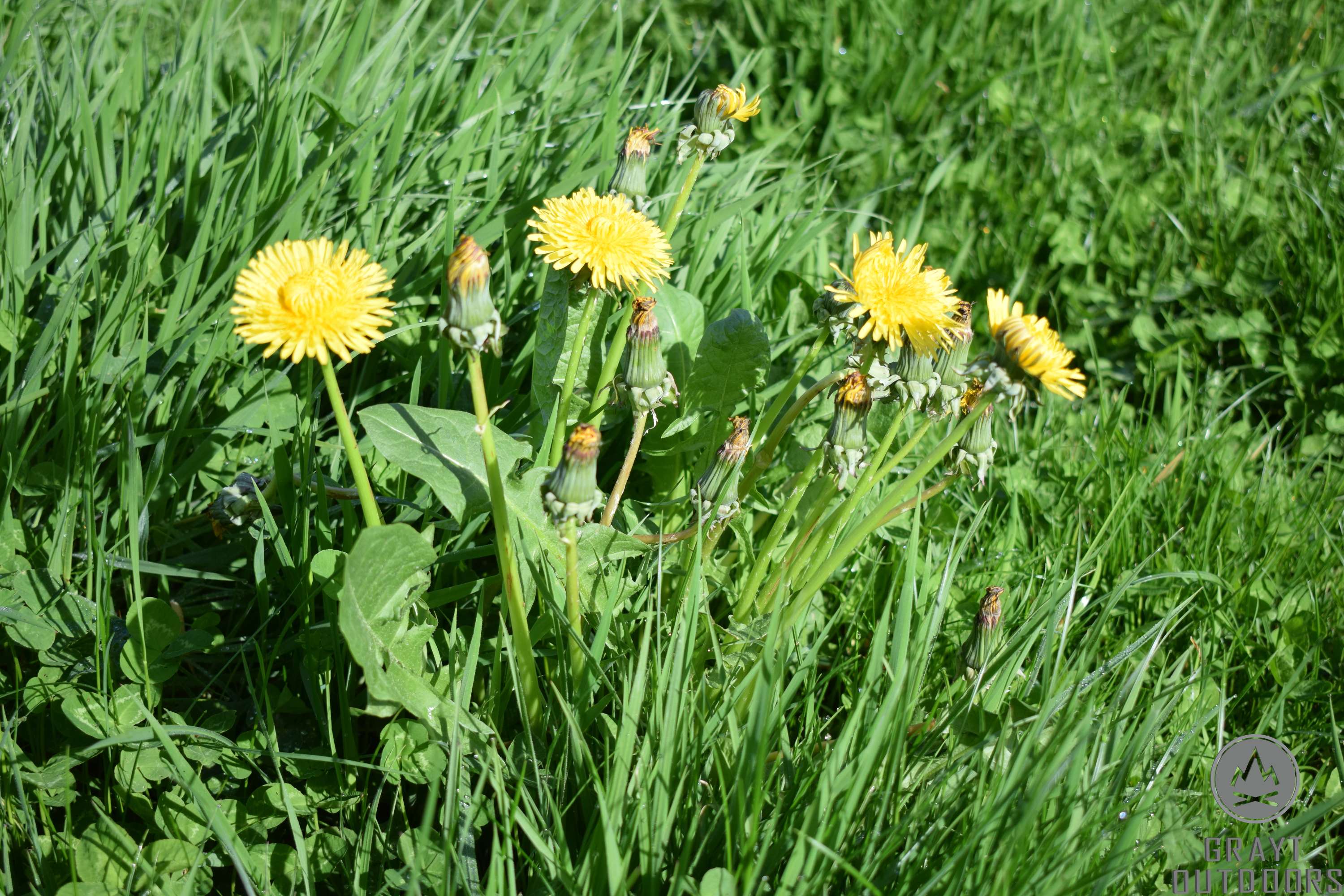 Dandelion Grayt Outdoors Bushcraft And Identification Dandelion grayt outdoors bushcraft and identification